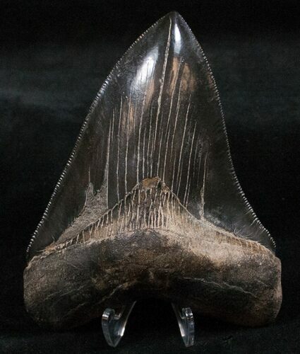 Black Beauty Megalodon Tooth - Medway Sound #13626